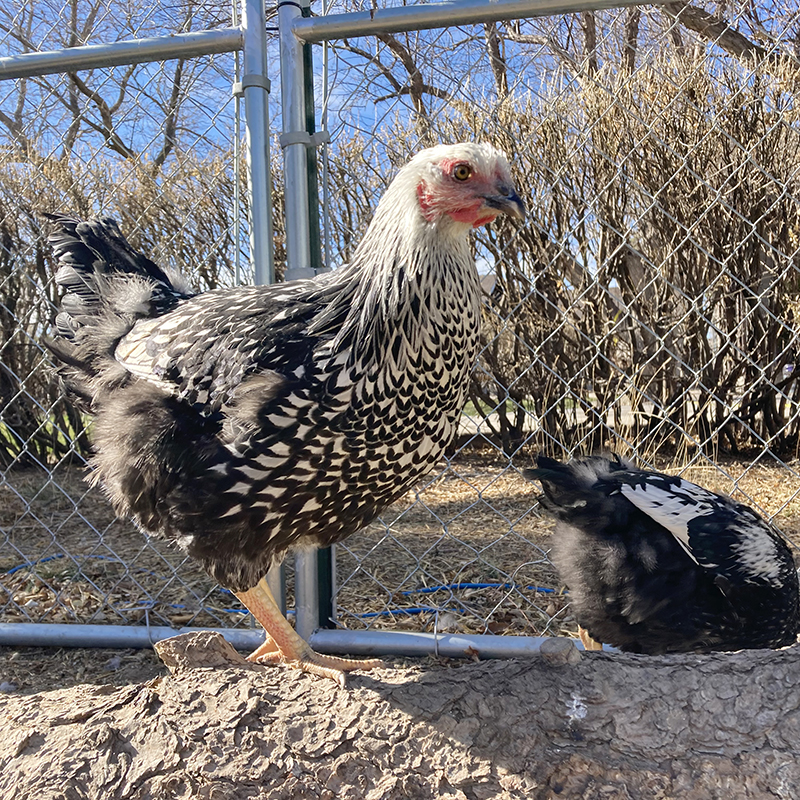 kelly-chicken-farm