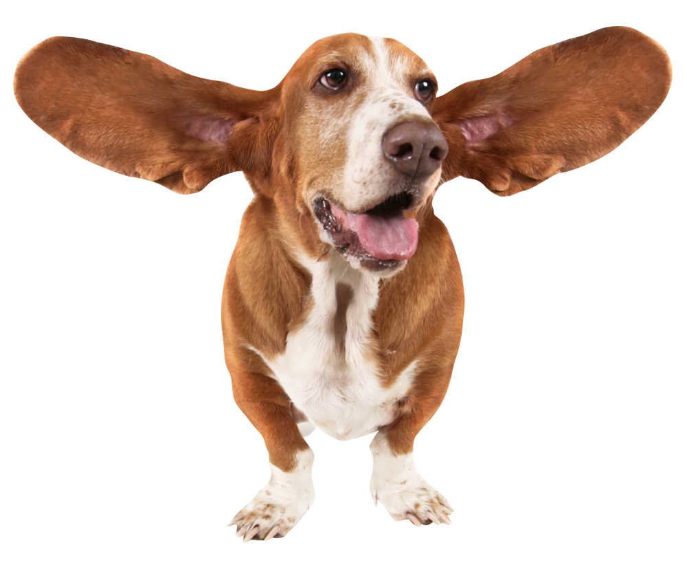 Big-Eared-Dog