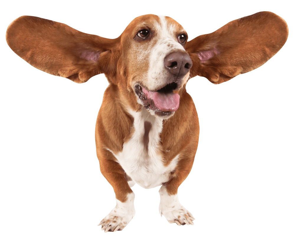 Big-Eared-Dog